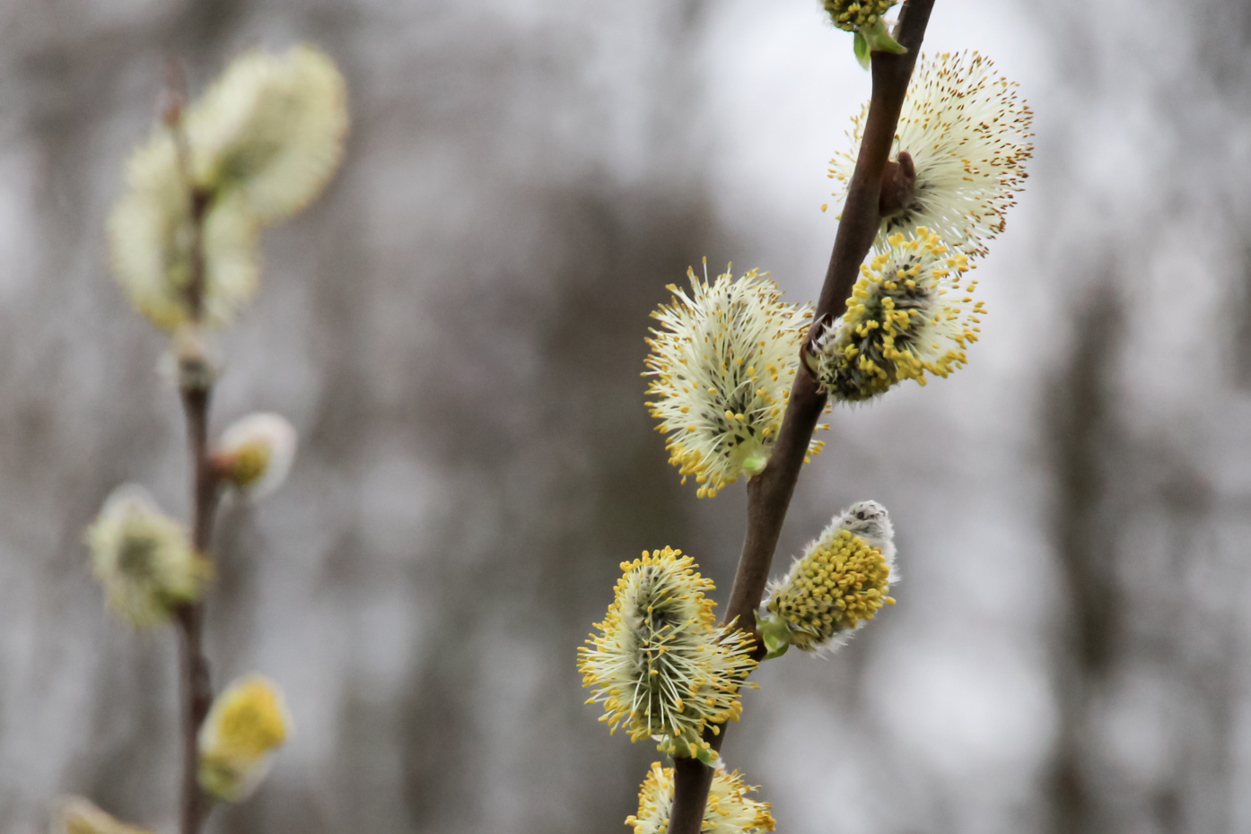 Knoppen van welke plant